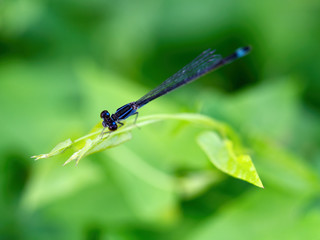 Blue-tailed or Common Bluetail damselfly, Ischnura elegans, dorsal view.