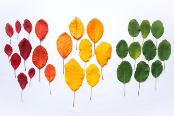 Colorful leaves on a white background. Abstract composition.