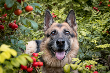 Happy German Shepard dog sitting in Rose Hip bushes looking at the camera