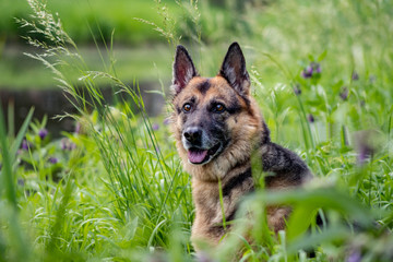 Beautiful senior German Shepard dog sitting in the high grass with purple flowers at the waterfront in a park. 