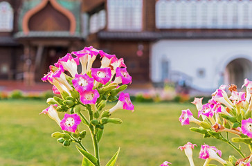 Pink flowers Nicotiana Tabacum, Tobacco flowers, leaves.