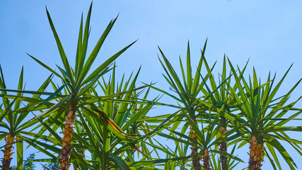A superb specimen plant for the landscape or patio containers. Evergreen in frost-free climates - dracaena palms - 