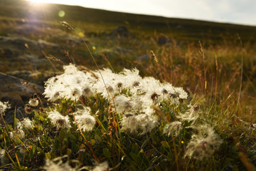 White fluffy flowers of the bush of Osokova. Iceland. Flora of Iceland.