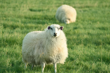 Fluffy thick warriors graze on a green meadow. Iceland.
