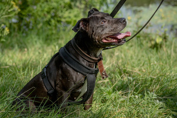 Happy brown coat color Staffordshire Bull Terrier dog with open mouth and smile sitting in high grass on a double leash