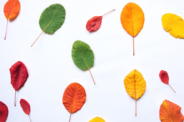 Colorful leaves on a white background. Abstract composition.