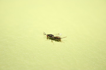I'm not a wasp or an ant!
