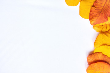 Yellow autumn leaves on a white background