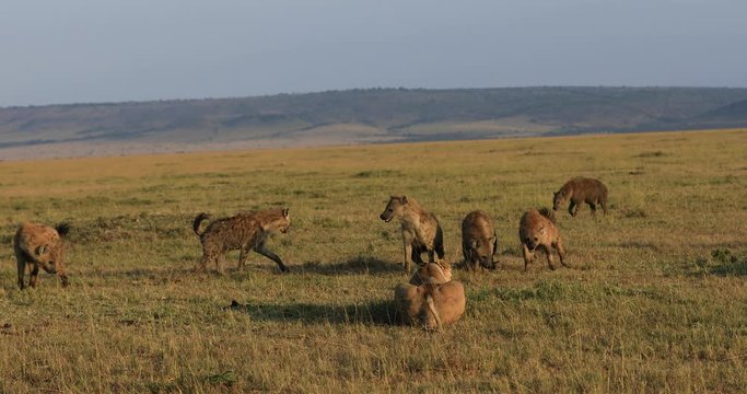 A group of hyene attack hungry lionesses