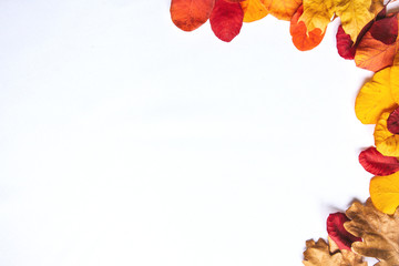 Yellow autumn leaves on a white background