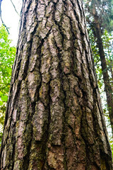 Obraz premium close-up of the rough bark of a pine trunk