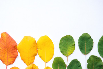Colorful leaves on a white background. Abstract composition.