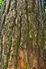 close-up of the rough bark of a pine trunk
