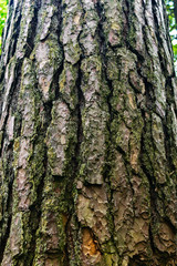close-up of the rough bark of a pine trunk