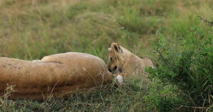 A baby lion plays with his mom's tail