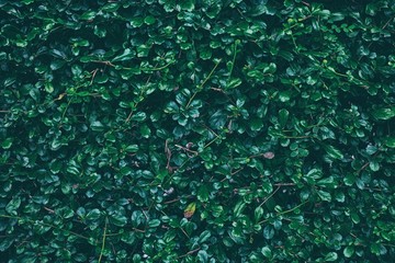 Close up Green Leaves Texture Background.