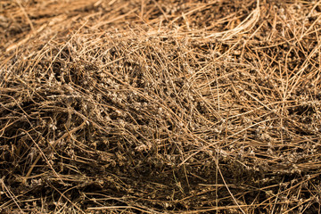 Piles of dried flowers. Lavandula - plant in the mint family, Lamiaceae. Bio waste of the perfume industry.
