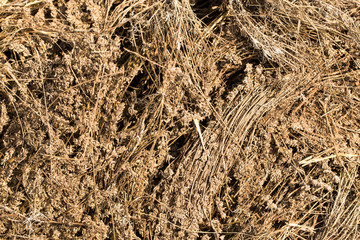 Piles of dried flowers. Lavandula - plant in the mint family, Lamiaceae. Bio waste of the perfume industry.
