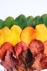 Colorful leaves on a white background. Abstract composition.