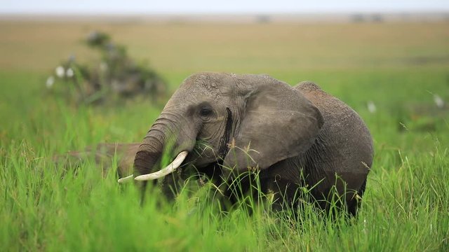 An elephant family eat plants in the savannah