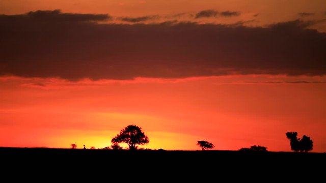 A landscape with trees during a sunrise in Kenya