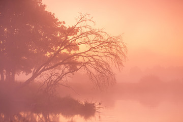 Fototapeta premium Old dry trees and oaks on autumn foggy rural sunrise