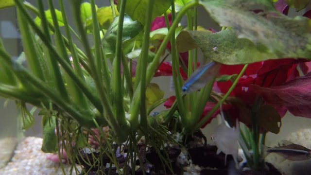 Colourful tropical fish in the clear water aquarium with drift woods, gravels, green and red plants. Rummy nose, neon and tetra fish.