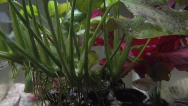 Colourful tropical fish in the clear water aquarium with drift woods, gravels, green and red plants. Rummy nose, neon and tetra fish.