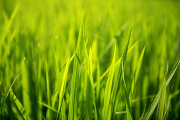 Rice on field. Green leaves background