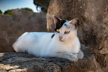 black and white cat with gold eyes lying on the stone wall of tomb and guards tombs of the kings in paphos on cyprus like a reincarnated king