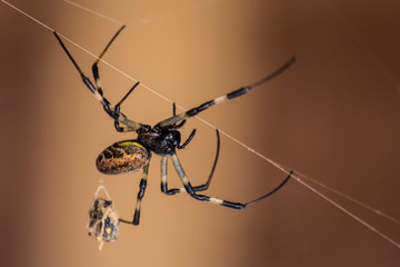 Spinne