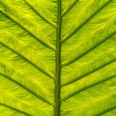 Tropical green leave plant background