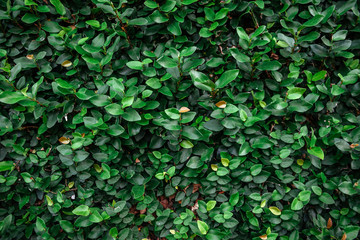 Floristic background. Green leaves on wall.