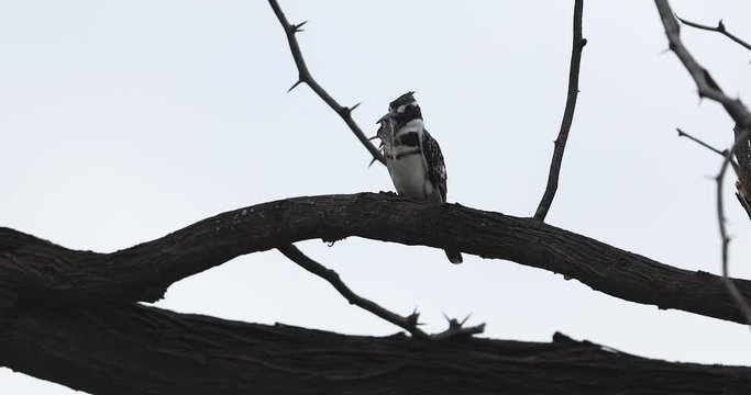 Pied Kingfisher stuns a fish against a tree