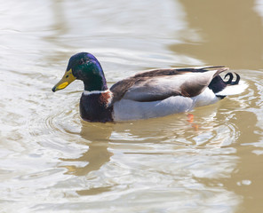 Obraz premium Mallard- male bird from the family of ducks