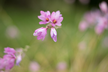  Blooming lilac flowers on blurred background