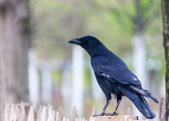 Black raven is sitting on a fence post