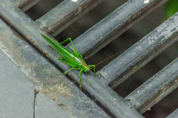 big green grasshopper close-up on asphalt road