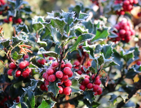 Symbol of Christmas in Europe. Closeup of holly beautiful red berries and sharp leaves on a tree in cold winter weather