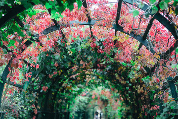 Colorful autumn fencing in Peterhof, Saint Petersburg, Russia