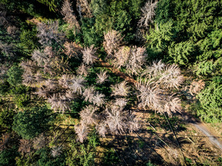 Drohnenbild - Wald mit viel totem Holz