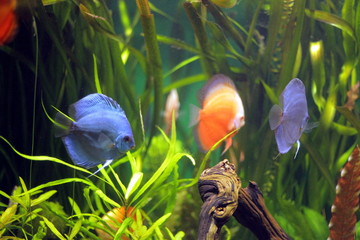 looking for Nemo