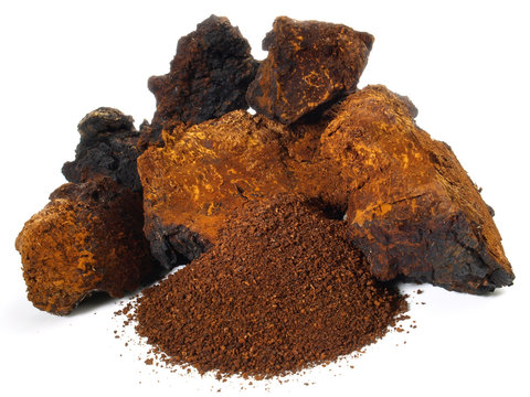 Chaga Pilz - getrocknet