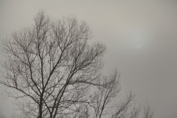 tree and the sun somewhere in the fog