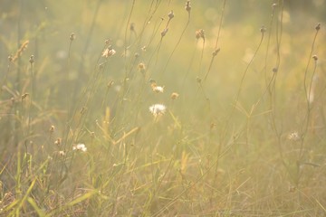 Dry grass field pasture in sunset sunlight/ closeup and macro nature details/ Closeup dry grass whit amazing morning light/ Grass meadow in the morning