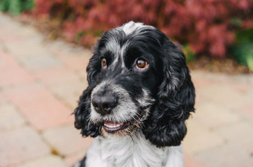 Two Blue Roan Cocker Spaniels Play in Garden Together