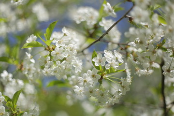 cloud of flowering cherry
