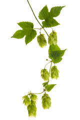 Vine with hops (Humulus lupulus) isolated on white background..