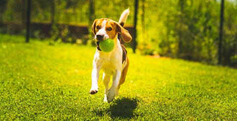 Beagle dog fun in garden outdoors run and jump with ball towards camera