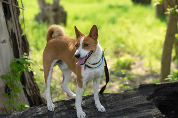 Basenji dog standing on a burnt tree log at spring season